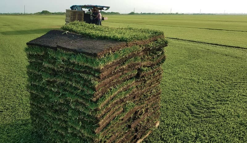 Sod Installation